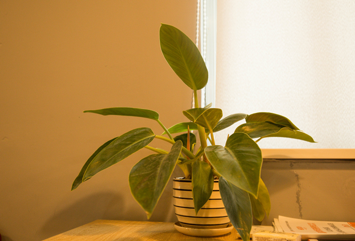 1594621719838234.jpg 千庫(kù)網(wǎng)_室內(nèi)盆栽攝影圖片_攝影圖編號(hào)6677.jpg